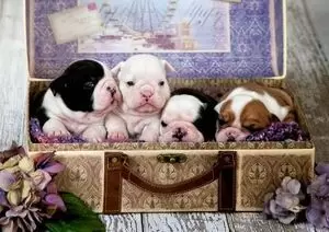 PUZZLE 500 PZAS CACHORROS